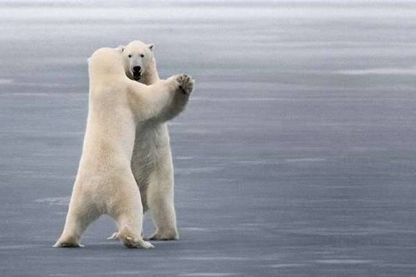 Danses des animaux