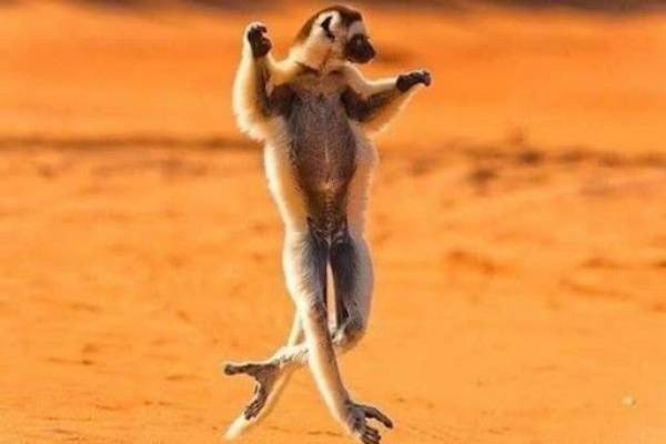 Danses des animaux