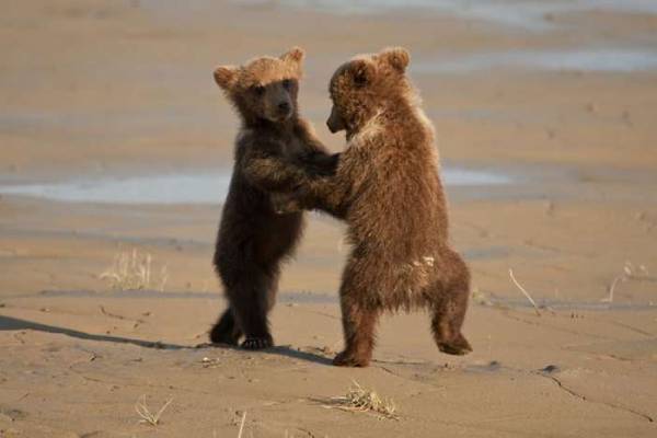 Danses des animaux