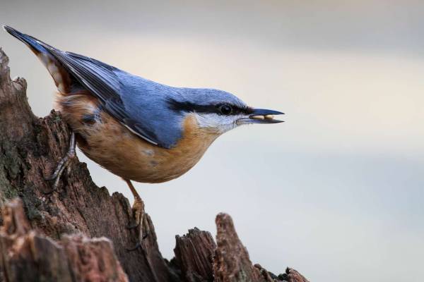 Les oiseaux sur Internet