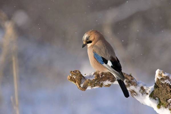 Les oiseaux sur Internet