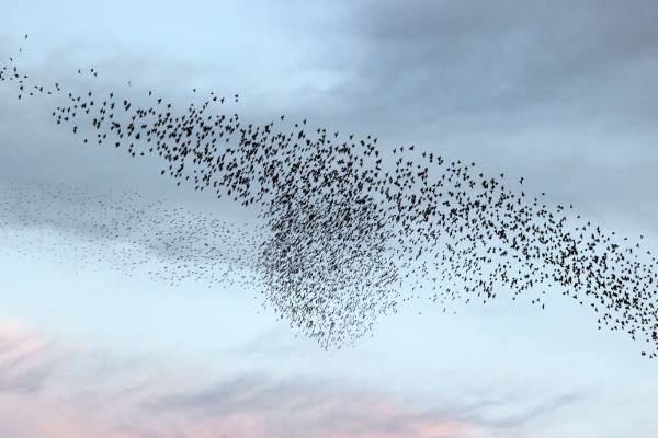 Les oiseaux sur Internet